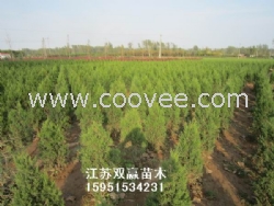 供往內蒙蜀檜價格