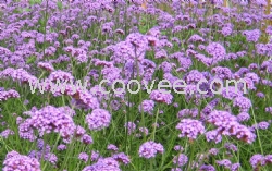 0532-86068083山東基地直供大