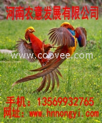 紅腹錦雞苗養(yǎng)殖 新疆紅腹錦雞苗養(yǎng)殖