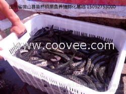 黑魚苗，成品黑魚