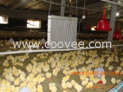 養雞取暖設備驚喜價格