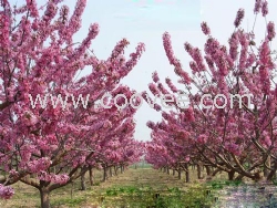 北美海棠為用戶服務對用戶負責價格優惠