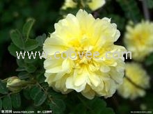 櫻花入曾晴眼簾的是一樹樹搖曳的爛