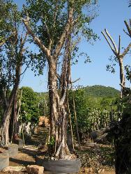 誠(chéng)尋漳州榕樹(shù)盆景（小葉榕）全國(guó)各地銷(xiāo)售商