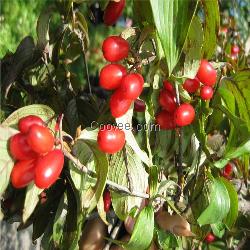 西安昌岳大量现货供应山茱萸提取物