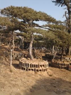 黑松价格 泰山景松 造型景松 异形景松