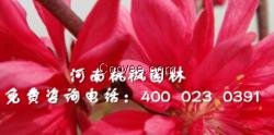 苗木全紅楊嫣然菊花桃選購(gòu)就找河南桃楓園林