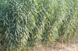 苗木種植河南桃楓園林美國紅楓樹苗