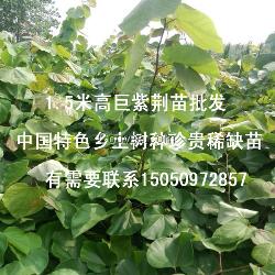 真正巨紫荆苗江苏一年生巨紫荆小苗1米高