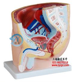 盆腔正中矢狀解剖模型,生殖系統(tǒng)解剖模型