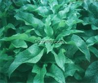 俄羅斯飼料菜 種子廠家