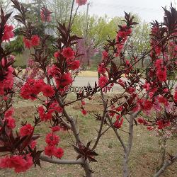 西府海棠种植基地