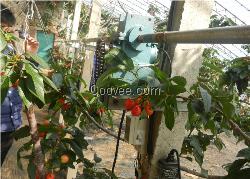 內蒙塑料大棚自動調溫器制造廠家