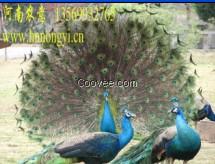 湖北武漢孔雀苗/農聯(lián)養(yǎng)殖供/孔雀