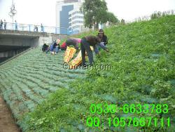 无锡植生袋，公路边坡绿化