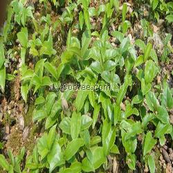 桂花芽苗只需八分錢