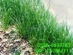 煙臺三維植被網，邊坡綠化