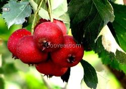 山楂廠家價(jià)格