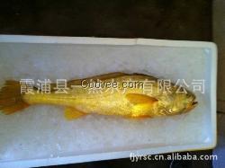 天津市水產(chǎn)品批發(fā)價格悄然漲價 5月草魚價