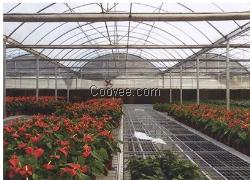 花卉連棟溫室建設(shè)是實(shí)用的，市場上搶手的花