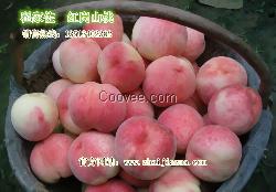 大量供應(yīng)紅崗山桃，量大質(zhì)優(yōu)，價(jià)格合理，交