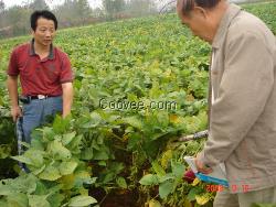 早秋大豆种子中熟大豆种子新农一号大豆种子