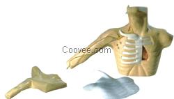 外周穿刺、中心静脉穿刺插管模型