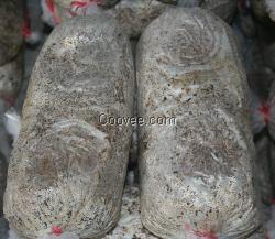 英德食用菌菌種袋,恒展農業科技為你提供