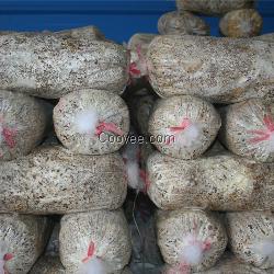 梅州食用菌菌種袋,恒展農業科技為你提供