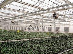 供应潍坊市新品蔬菜连栋温室_蔬菜连栋温室