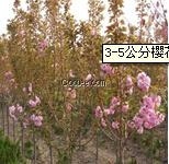 供應3-5公分櫻花