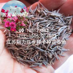 波斯菊种子价格可货到付款菊花种子