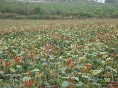 臨滄大肉山楂&mdash;&mdash;創(chuàng)新壹號(hào)果場(chǎng)供應(yīng)超低價(jià)的