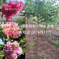 購買2公分粗紫薇樹苗就到江蘇沭陽來