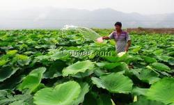 山东莲藕种植技术基地 质量 物美价廉