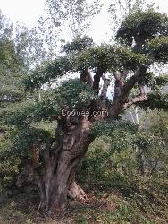 京山对节白蜡下山货