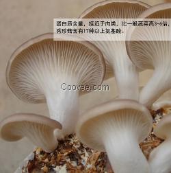 惠來暖胃美味秀珍菇,恒展農(nóng)業(yè)科技為你服務(wù)