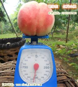 大量供應重達一斤的大桃子，河北保定紅崗山