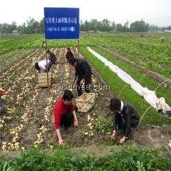 2015春季土豆种子特色土豆种子预定