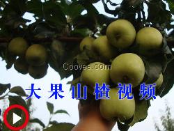 市場(chǎng)上特色的大果山楂都是由創(chuàng)新壹號(hào)果場(chǎng)提