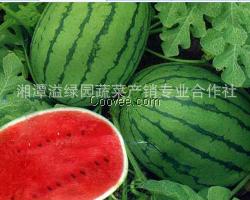 龍湖西瓜生產  溢綠園你的品牌