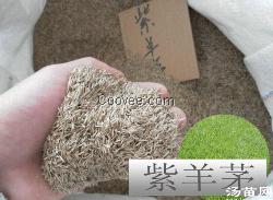 紫羊茅种子 红狐茅种子就在汤苗网