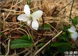 白花地丁 白花堇菜 箭头草 青地黄瓜汤苗