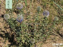 蓝刺头 蓝星球 花色奇特 姿态优美 汤苗