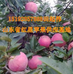 紅星蘋果產(chǎn)地價(jià)格紅星蘋果產(chǎn)地批發(fā)價(jià)格