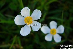 毛蕊茛蓮花 毛蕊銀蓮花 來湯苗網(wǎng)選購(gòu)苗木