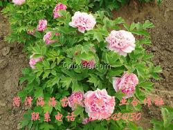 菏澤觀賞牡丹價(jià)格 觀賞牡丹種植技術(shù)