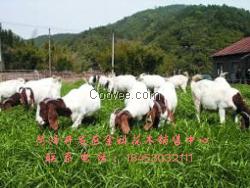 菏泽供应喂羊牧草品种厂家 金科花木销