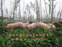 供应墨西哥玉米草价格 墨西哥玉米草价格批