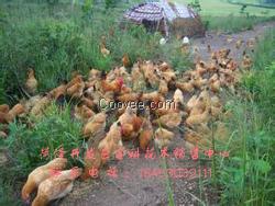 批发出售养鸡牧草种子 养鸡牧草种子供货商